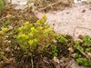 137 CSCC sedum