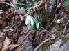 007 Galanthus nivialis