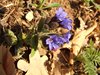 067 Pulmonaria