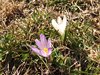 024 Crocus