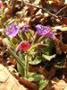 071 Pulmonaria