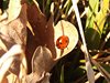 096 coccinella 7 punti