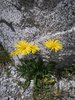 ASTERACEAE