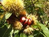 020 castagne sul castagno