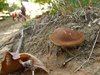 033 Suillus osserva