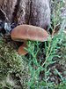 024R Suillus