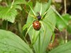 019 coccinella ocellata