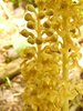 013 Orobanche Alba