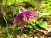 016 Aquilegia