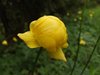 085 Trollius Europeus