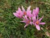 004 Colchicum Autumnalis