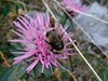 102 Centaurea e Bombo