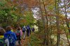 NEL BOSCO PRIMO FOLIAGE