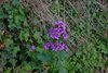 LUNARIA