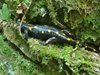 SALAMANDRA