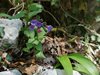 PULMONARIA