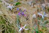 PULMONARIA