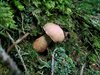 IMG_20230826_072811 Boletus Luridus