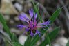 016 K20c_0090 Centaurea