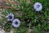 021 K20c_0098 Globularia Cardifolia