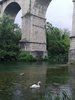 CIGNO AL PONTE