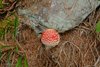 058gg AMANITA MUSCARIA FUNGHETTO DELLE FIABE