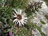 095 Carlina Acaulis