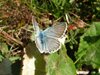 066 Polyommatus Bellargus