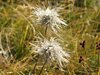 049 Geum montanum