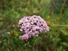 162 Achillea Millefogie