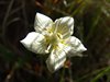 063 Parnassia Palustre