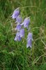 K20c_0582 CAmpanula Barbata