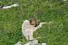 K20c_0527 Marmotta