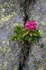 K20c_0547 Rododendron Ferrugineum