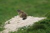 K20c_0616 marmotta