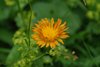 K20c_0604 Crepis Aurea