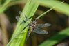 049 libellula quadripunctata