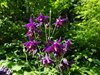 AQUILEGIA