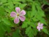 114 Geranium Robertianum