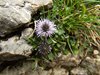 037 Globularia