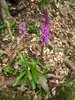 063 Orchis Mascula