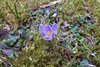 013_AnnaS Crocus