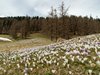 047 Crocus al Passo