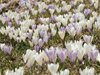 048 Crocus al Passo