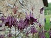 012 Aquilegia Atrata