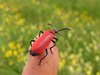 077  Pyrochroa Coccinea