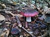 005 russula vinosa