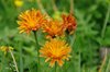 K20_2655 Crepis dorata