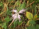 006 Dianthus Superbus